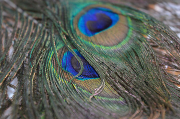 Obraz premium hand holding peacock feather vibrant colors details blue green beautifully symbolism spirituality beauty protection good fortune nature wildlife natural elements fashion decoration jewelry art design