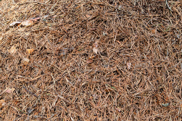 The needles of the coniferous pine (Pinus nigra) are brown and dry, fallen on the forest floor. Background.