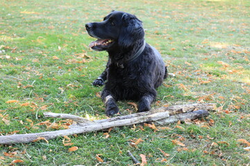black labrador retriever