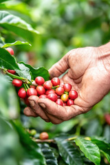 farmer hand carefully picking ripe red coffee cherries from lush green coffee plant, showcasing harvest process in natural and serene environment
