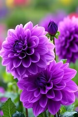 Obraz premium Stunning Purple Dahlia Flowers Close Up Photography