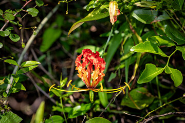 A Gloriosa Superba Flame Lily Flower