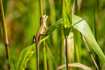 A lizard on a green grass