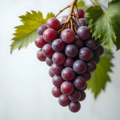 Obraz premium Juicy Red Grapes on Vine
