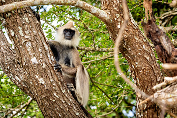 A hanuman langur of the Yala National Park in Sri Lanka