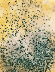 Closeup Photo of Fungus and Spores growth on Food Surface