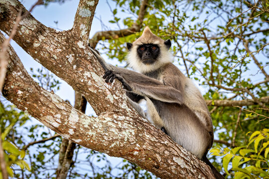 A hanuman langur of the Yala National Park in Sri Lanka