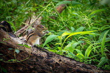 An indian palm squirrel in the wild