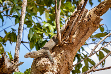 The water monitor waran in the wilderness of Sri Lanka