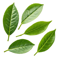 Fototapeta premium five green tea leaves isolated on white background