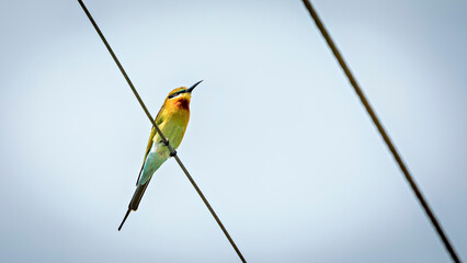 A blue tailed bee eater