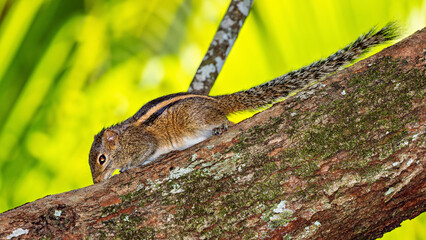 An indian palm squirrel in the wild