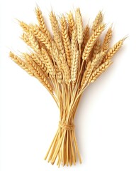 Golden wheat sheaf on a white background showcasing agriculture harvest and organic farming with natural light and a clean minimalist style