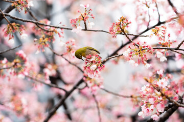 Bird is perched on branch of pink color sakura (Cherry) during blossom period