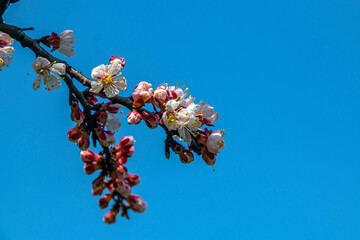 Beautiful white acacia flowers in spring on tree branches close-up against a clear blue sky	
