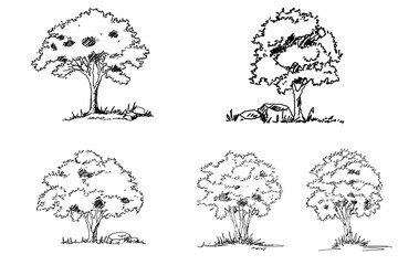 The sketching, drawing of trees