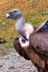 White-backed Vulture, Gyps africanus, Kruger National Park, Mpumalanga, South Africa, Africa