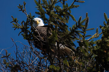 american bald eagle