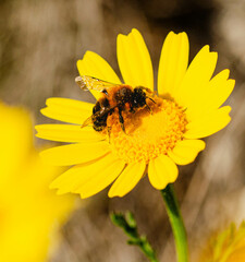 Bumblebee Collecting Pollen on Yellow Wildflower in Sunlight