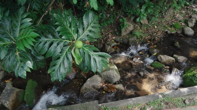 Tropical breadfruit tree with large glossy leaves and unripe fruit growing above a stream in the wild forest environment of Seychelles