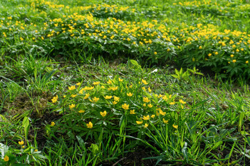 Summer Meadow with Buttercups