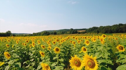 Obraz premium Vibrant Sunflower Field under a Clear Blue Sky on a Bright Sunny Day with Rolling Hills