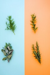 Fresh herbs arranged symmetrically on contrasting pastel backgro