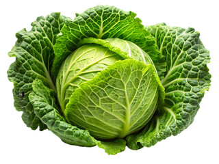 Obraz premium cabbage isolated on white