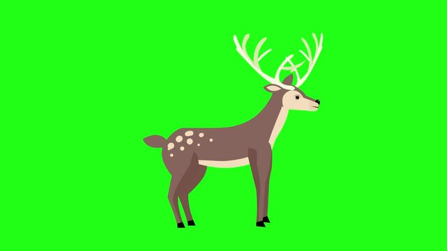 Animated video of a deer in the jungle in cartoon style on a green background, art.