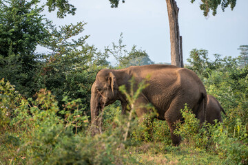 Fototapeta premium elephants in the nature of sri lanka, asia