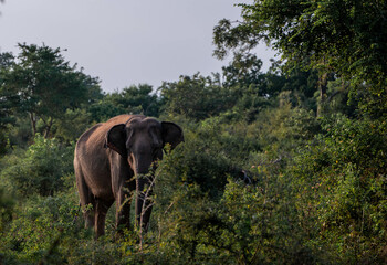 Fototapeta premium elephants in the nature of sri lanka, asia