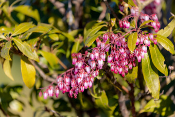 Selective focus of purple pink Pieris japonica flowers in the garden with green leaves, The Japanese andromeda is a species of flowering plant in the heath family Ericaceae, Natural floral background.
