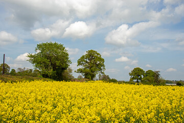 Obraz premium Yellow canola flowers in the UK