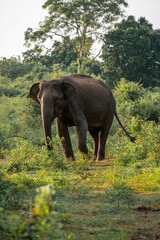 Fototapeta premium elephants in the nature of sri lanka, asia