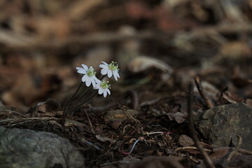 Common Name: Asian liverleaf
Sci. Name: Hepatica asiatica Nakai