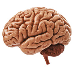 Human Brain Model On A Transparent or white Background. Symbol Of Intellect, Memory And Neuroscience.