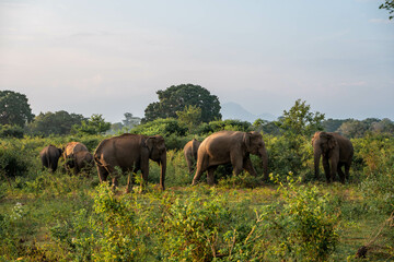 Obraz premium elephants in the nature of sri lanka, asia