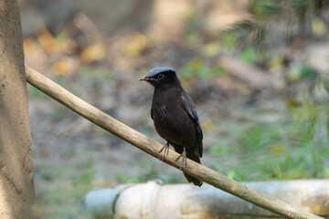 The Purple Cochoa (Cochoa purpurea) is a shy, medium-sized songbird with striking purple-blue plumage, found in Himalayan forests. It feeds on insects and berries.
