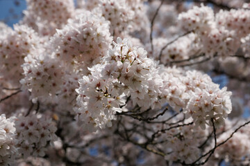 Blooming cherry blossoms create a breathtaking spectacle in Noord-Brabant, Nederland during springtime