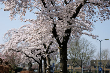 Cherry blossom trees line a serene street in Noord-Brabant during springtime with clear blue skies