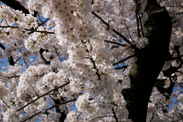 Cherry blossom trees in full bloom create a stunning display in Noord-Brabant, Netherlands during springtime