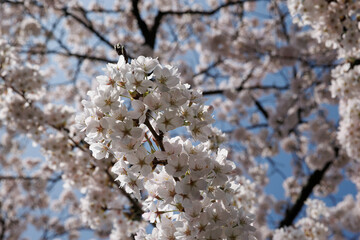 Blossoming cherry trees in Noord-Brabant, Netherlands brighten the landscape during springtime