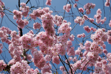 Vibrant cherry blossom trees bloom under clear blue skies in Noord-Brabant, Netherlands, showcasing nature's beauty in the springtime
