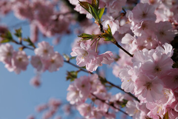 Cherry blossoms bloom in Noord-Brabant, showcasing delicate pink flowers against a clear blue sky during springtime