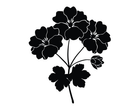 black geranium flowers on white background clip art preview