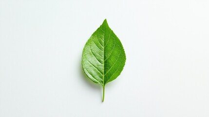 Obraz premium Bright green leaf isolated on a clean white backdrop highlighting intricate vein details and vibrant color capturing the essence of natural beauty