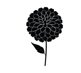 Zinnia  silhouette vector illustration