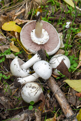 Agaricus campestris  on the forest floor, mushroom picking
