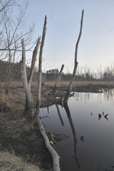 Early Spring in Massachusetts