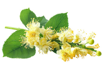 linden blossom branch with green leaves